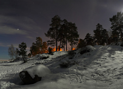 Zimowy nocny krajobraz z drzewami