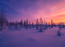 Zimowy ośnieżony las w promieniach zachodzącego słońca