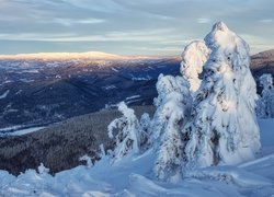 Czechy, Kraj ołomuniecki, Góry, Jesioniki, Zima, Ośnieżone, Drzewa