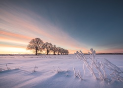 Szwecja, Hrabstwo Uppsala, Zima, Pole, Drzewa