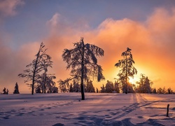 Zima, Śnieg, Ślady, Drzewa, Wschód słońca