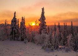 Las, Śnieg, Zima, Zachód Słońca