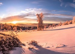 Polska, Góry, Beskidy, Wschód słońca, Zima, Śnieg, Drzewa