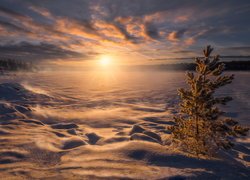 Zima, Śnieg, Zachód słońca, Ośnieżone, Drzewo, Ringerike, Norwegia