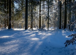 Zima, Las, Drzewa, Śnieg