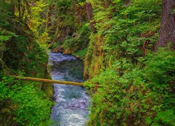 Złamane drzewo nad rzeką Sol Duc w Parku Narodowym Olympic