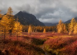Drzewa, Góry Kołymskie, Jesień, Kołyma, Obwód magadański, Rosja