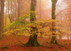 Jesień, Las, Mgła, Drzewa, Liście