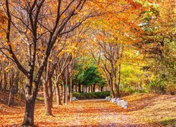 Jesień, Park, Drzewa, Pożółkłe, Liście