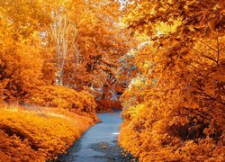 Żółte, Drzewa, Jesień, Ścieżka