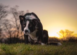 Pies, Border collie, Łąka, Trawa