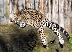 Zmęczony jaguar odpoczywa na skale