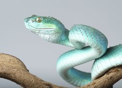 Niebieska, Żmija, Trimeresurus insularis, Gałąź, Szare, Tło