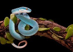 Niebieska, Żmija, Trimeresurus albolabris insularis, Konar, Liście