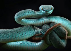 Niebieska, Żmija, Trimeresurus insularis