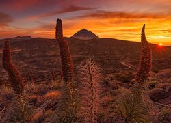 Park Narodowy Teide, Góry, Góra Teide, Kwiaty, Żmijowce rubinowe, Wschód słońca, Teneryfa, Hiszpania