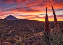Park Narodowy Teide, Góry, Góra Teide, Dolina, Kwiaty, Żmijowce rubinowe, Zachód słońca, Teneryfa, Hiszpania