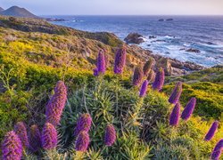 Żmijowiec wspaniały na wybrzeżu Big Sur w Kalifornii