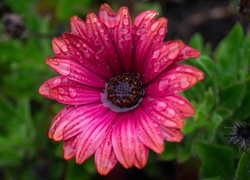 Kwiat, Arktotis