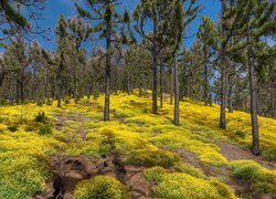 Park Przyrody Cumbre Vieja, Las, Sosny, Żółte, Kwiaty, Lucerna nerkowata, Wyspa La Palma, Wyspy Kanaryjskie, Hiszpania