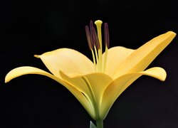 Żółta lilia z bliska