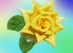 Żółta róża na kolorowym tle