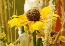 Kwiat, Żółta, Rudbekia