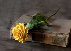 Żółta rozwinięta róża leży na zniszczonej książce