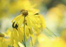 Rudbekia naga, Żółte, Kwiatki