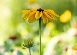 Kwiat, Pąk, Rudbekia