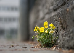Żółte bratki rosną przy murze