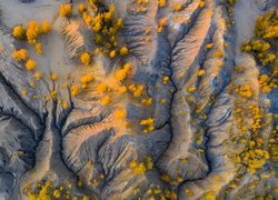 Żółte drzewach na hałdach piasku we wsi Konduki