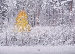 Żółte drzewo w ośnieżonym lesie