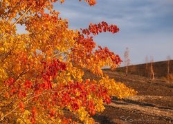 Jesień, Drzewo, Czerwone, Żółte, Liście, Gałązki