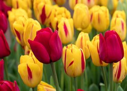 Żółte i czerwone rozkwitające tulipany