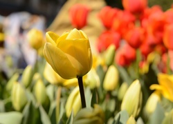 Tulipany, Rozmycie
