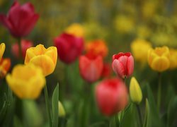 Kolorowe, Czerwone, Żółte, Tulipany, Kwiaty