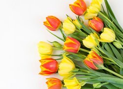 Kolorowe, Tulipany, Bukiet, Białe, Tło