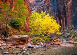 Stany Zjednoczone, Stan Utah, Park Narodowy Zion, Kanion Zion Narrows, Skały, Drzewa, Kamienie, Rzeka Virgin River, Roślinność