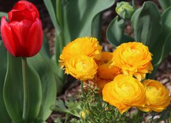 Żółte jaskry i czerwony tulipan