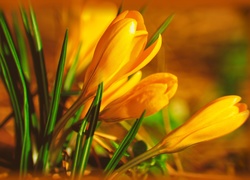 Krokusy, Żółte, Kwiaty