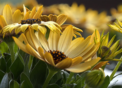 Żółte kwiaty arktotis