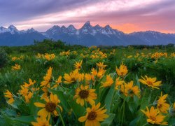 Żółte kwiaty balsamorhizy na górskiej polanie o wschodzie słońca