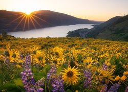 Rezerwat przyrody Columbia River Gorge, Góry Kaskadowe, Rzeka Kolumbia, Żółte, Kwiaty, Balsamorhiza, Łubin, Wschód słońca, Łąka, Stan Waszyngton, Stany Zjednoczone