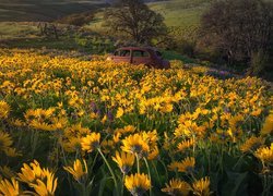 Wzgórza, Trawa, Drzewa, Żółte, Kwiaty, Balsamorhiza, Łąka, Stare, Auto, Park stanowy Columbia Hills, Stan Waszyngton, Stany Zjednoczone