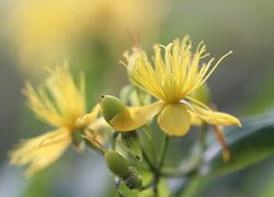 Żółte kwiaty dziurawca