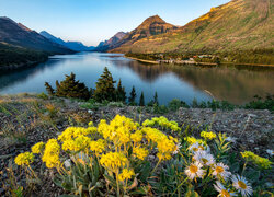 Żółte kwiaty i górskie jezioro w oddali