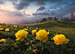 Żółte kwiaty i zamglone góry w tle