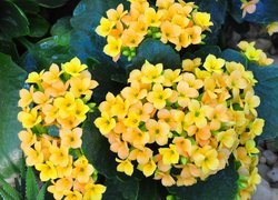 Żółte kwiaty kalanchoe