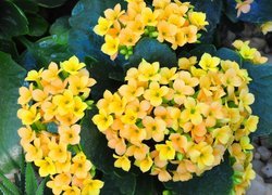 Kalanchoe, Żółte, Kwiaty